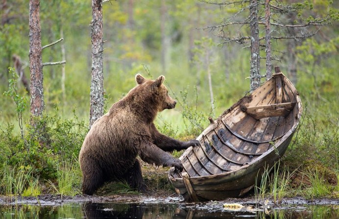 Росомаха в тайге