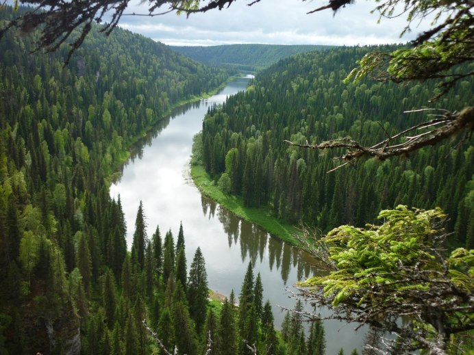 Сибирский, Таежный, Лесной, дикий