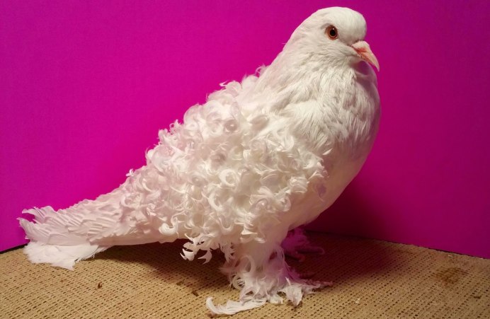 Frillback Pigeon порода голубей