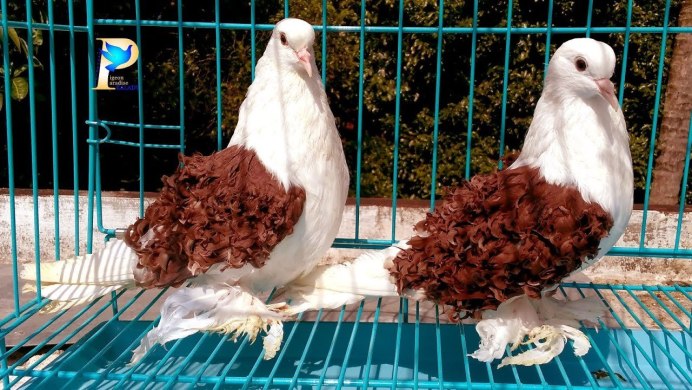 Frillback Pigeon