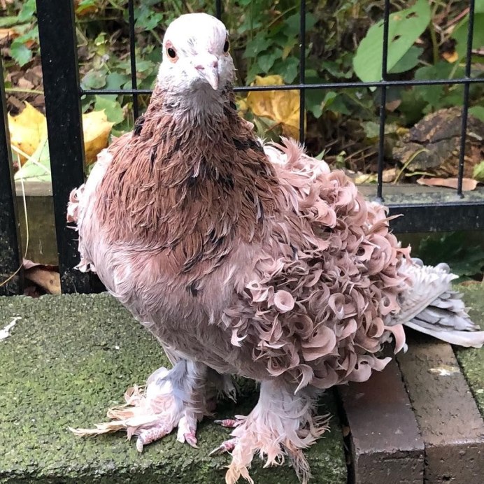 Frillback Pigeon