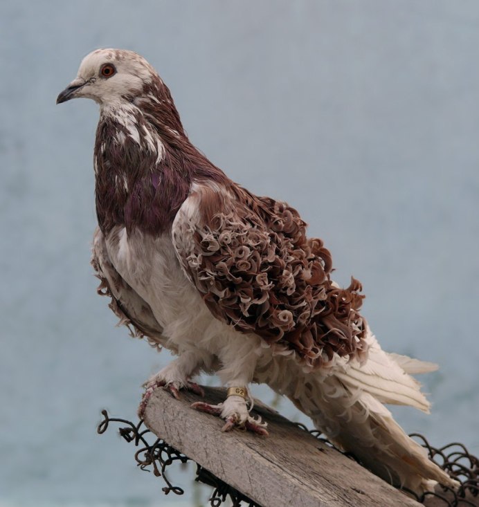 Frillback Pigeon