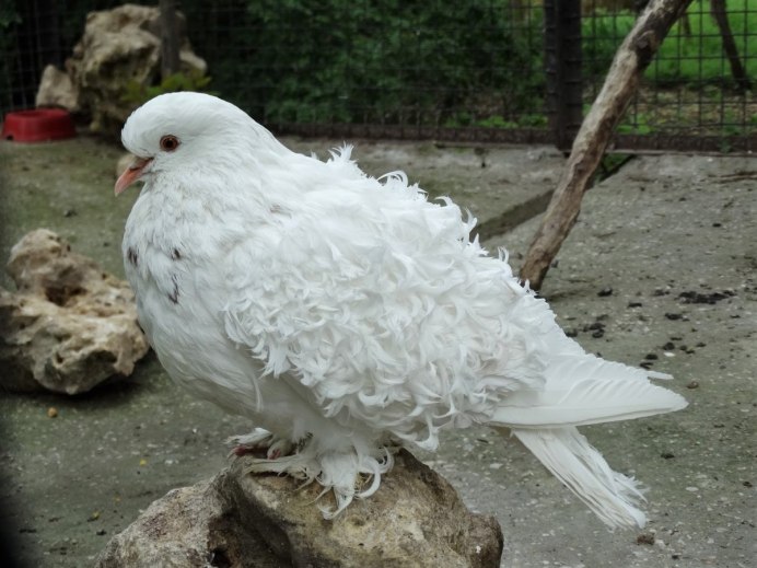 Frillback Pigeon