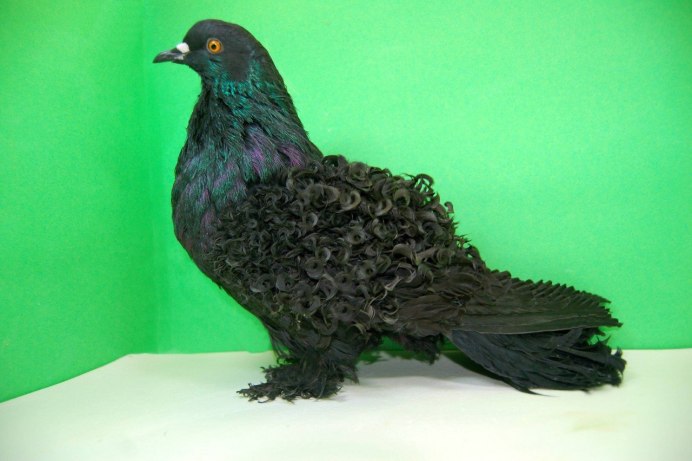 Frillback Pigeon порода голубей