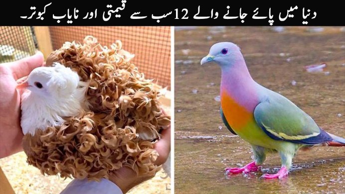 Frillback Pigeon