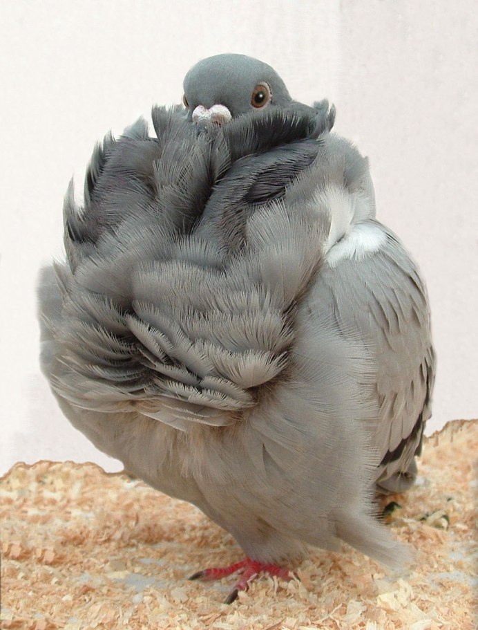 Brown Frillback Pigeon