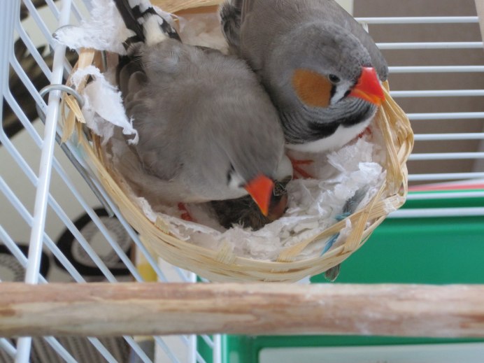 Зебровая амадина самец