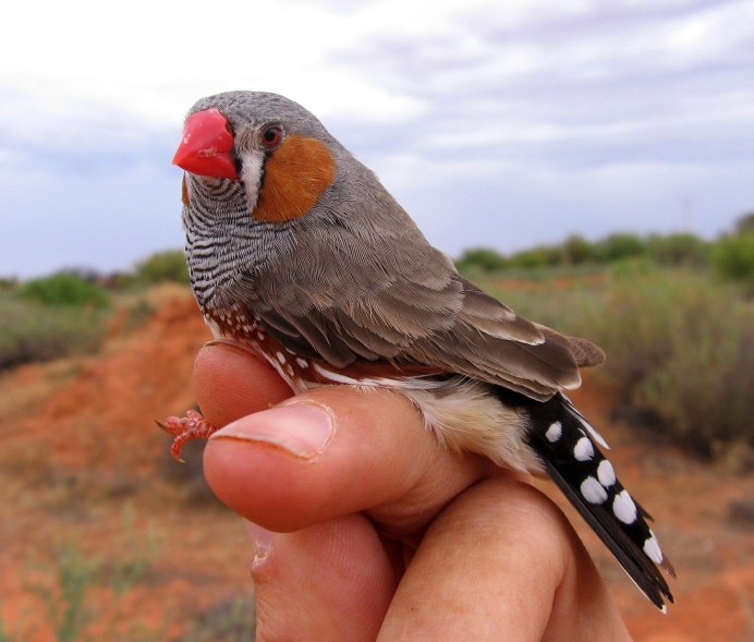 Gouldian Finch птенец