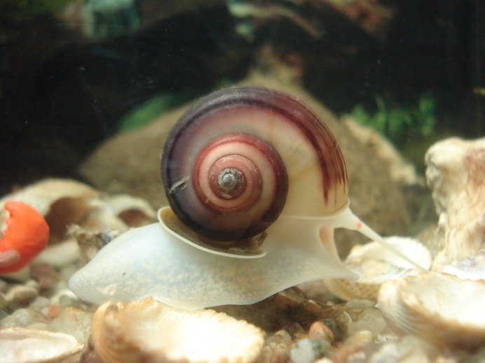Ампулярия пурпурная Pomacea bridgesii Purple
