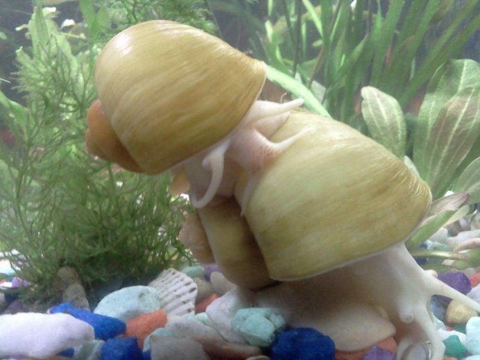 Pomacea bridgesii