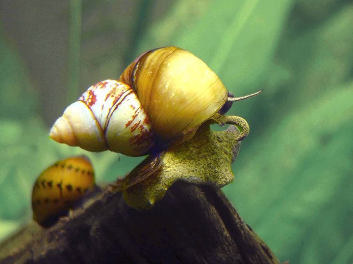 Ivory Snail