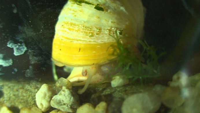 Водная улитка ампулярия