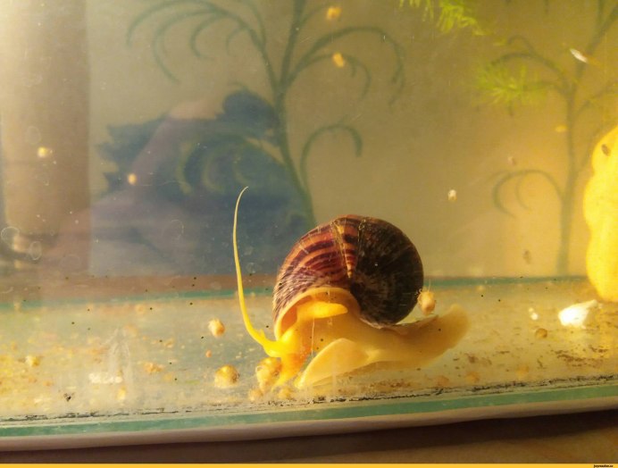 Ампулярия пурпурная Pomacea bridgesii Purple