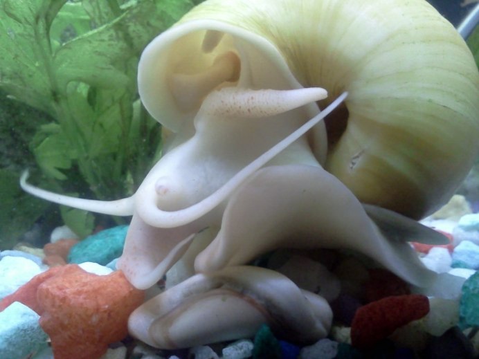 Физа пузырчатая Physa fontinalis
