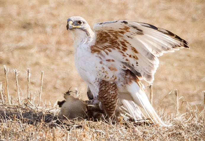 Тетеревятник (Accipiter gentilis)