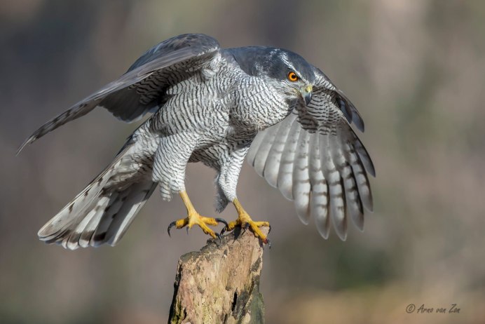 Ястреб - тетеревятник (Accipiter gentilis)