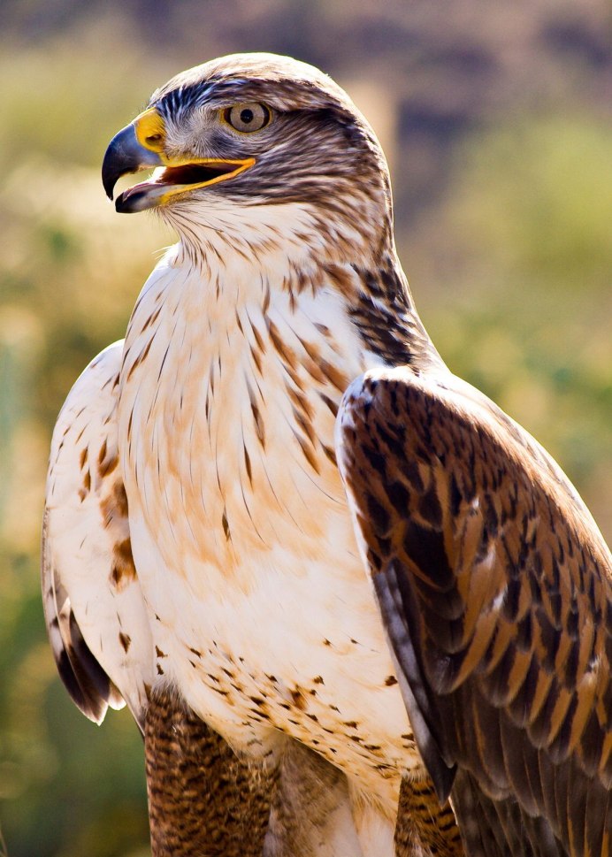 Тетеревятник (Accipiter gentilis)