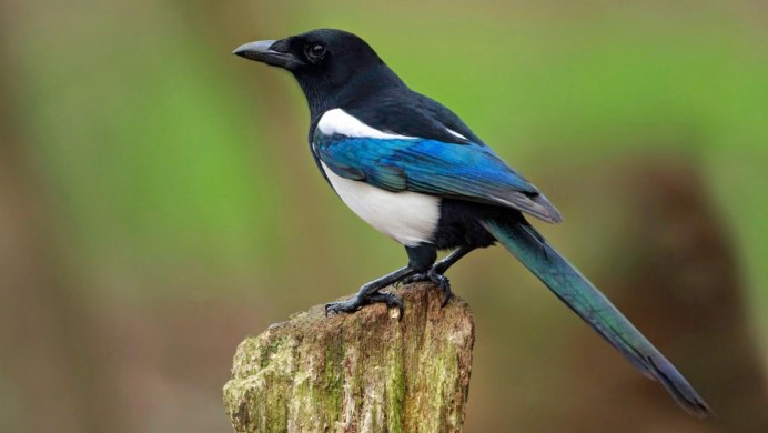 Кулик-сорока Haematopus ostralegus