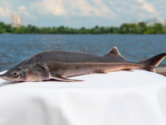 Севрюга (Acipenser stellatus)
