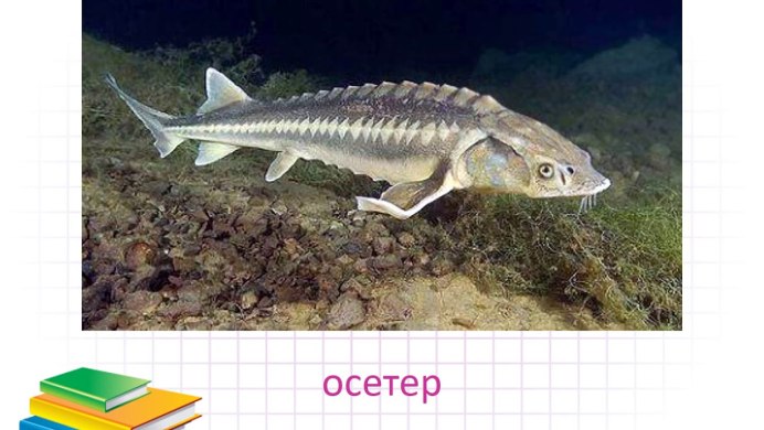 Атлантический осетр