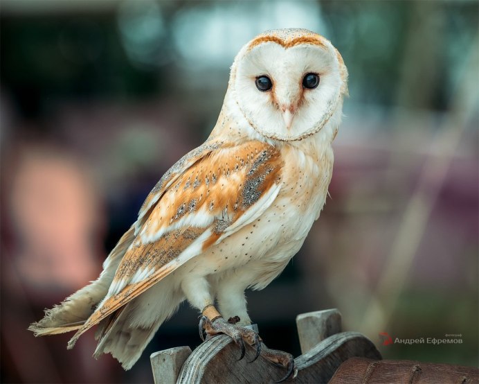 Капская сипуха