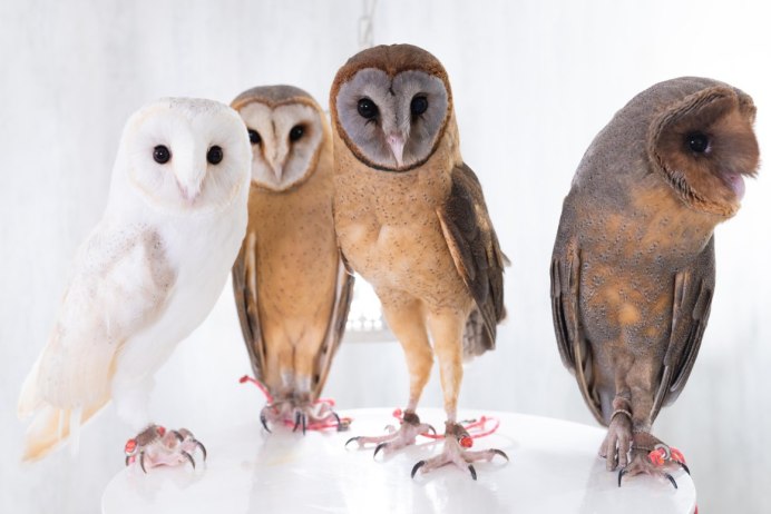 Домашняя Сова сипуха