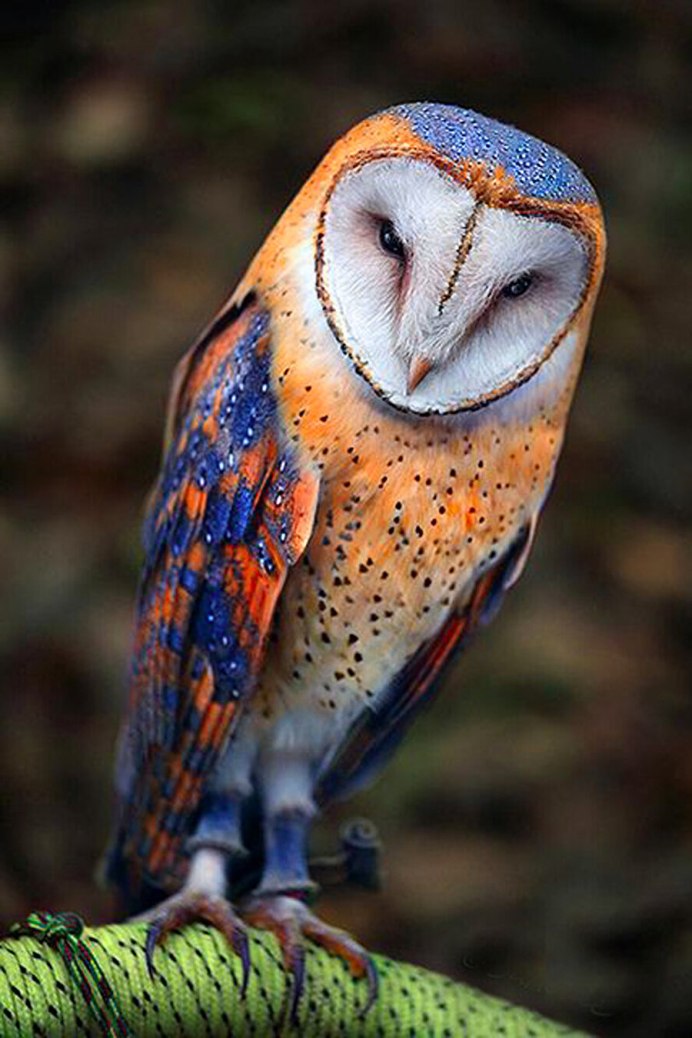 Совы Тито Альба