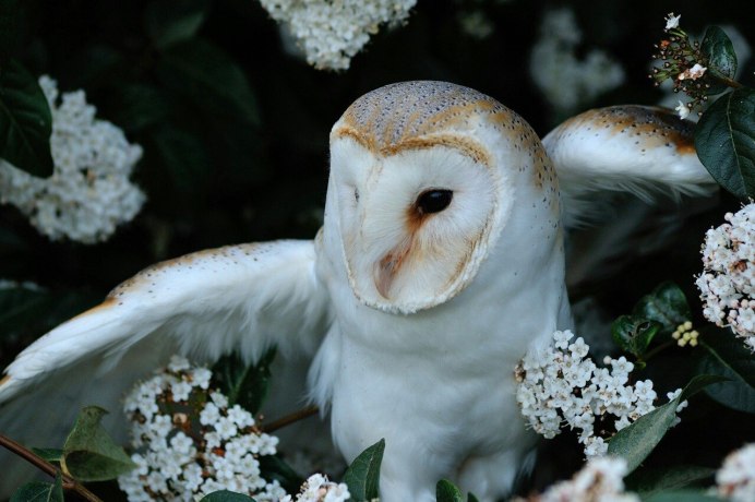 Сипуха белая Полярная Сова