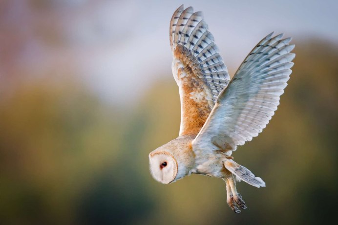 Сипуха размах крыльев