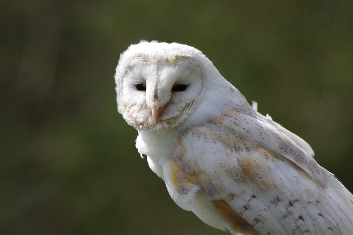 Сова сипуха