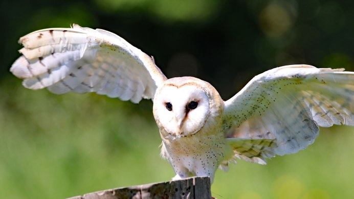 Сова сипуха (Тито)