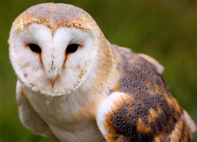 Сова сипуха обыкновенная