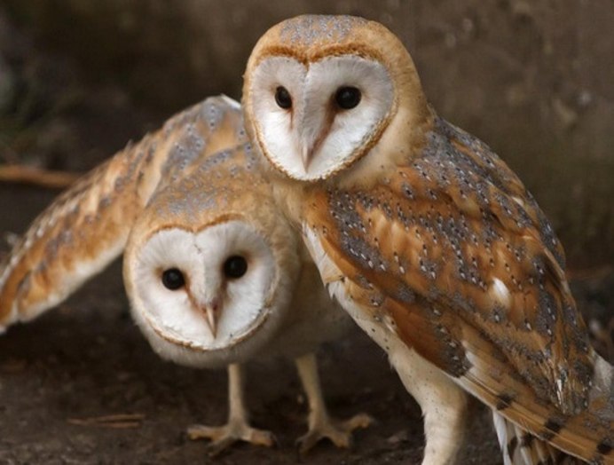 Птица Сова сипуха