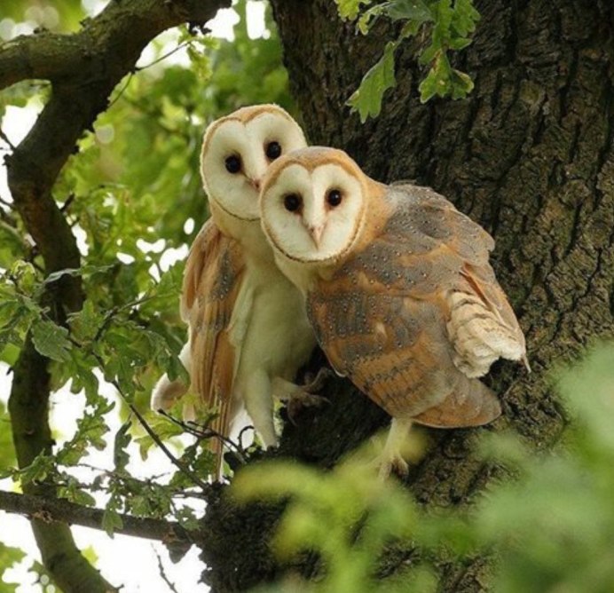 Лесная Сова сипуха