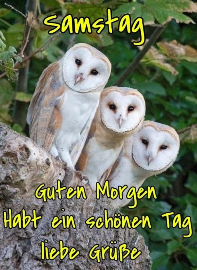 Пепельнолицая сипуха