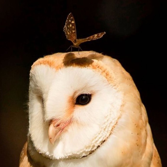 Кроличья Сипухи