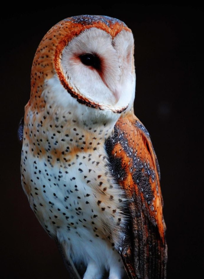 Сипухи Тито