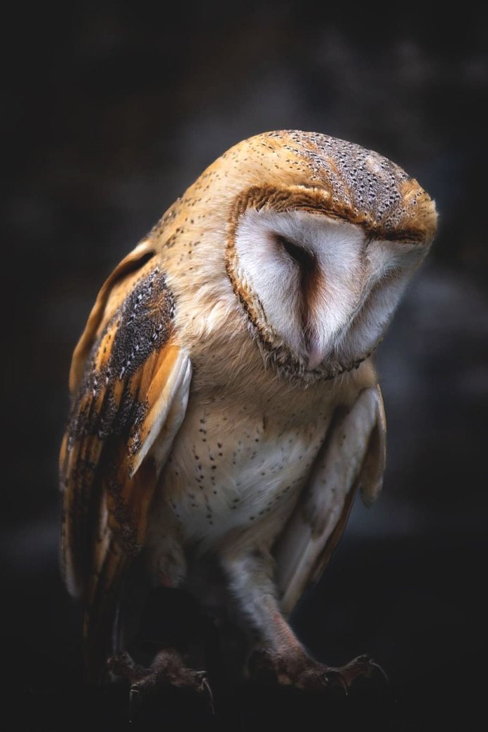 Сова сипуха