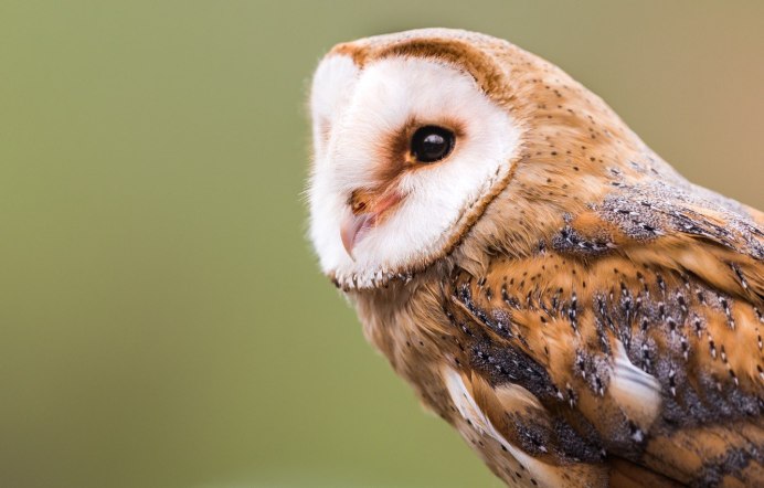 Обыкновенная сипуха амбарная?