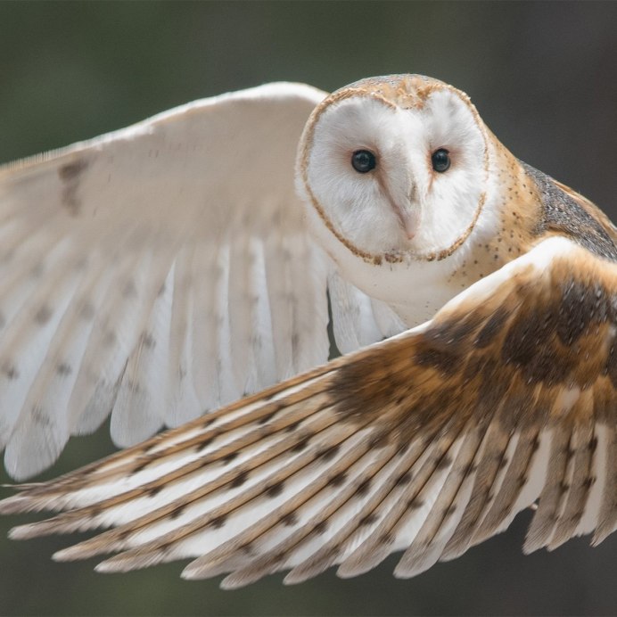 Сипуха размах крыльев