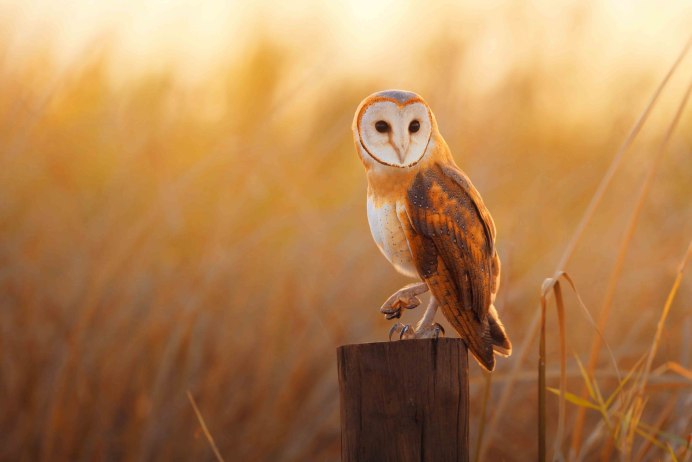 Рыжая сипуха