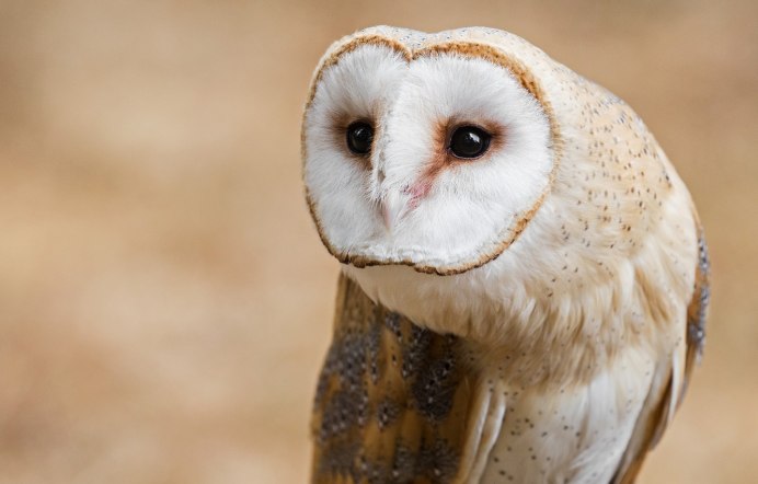 Сипуха белая