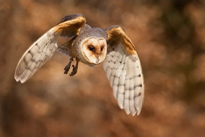 Золотистая сипуха