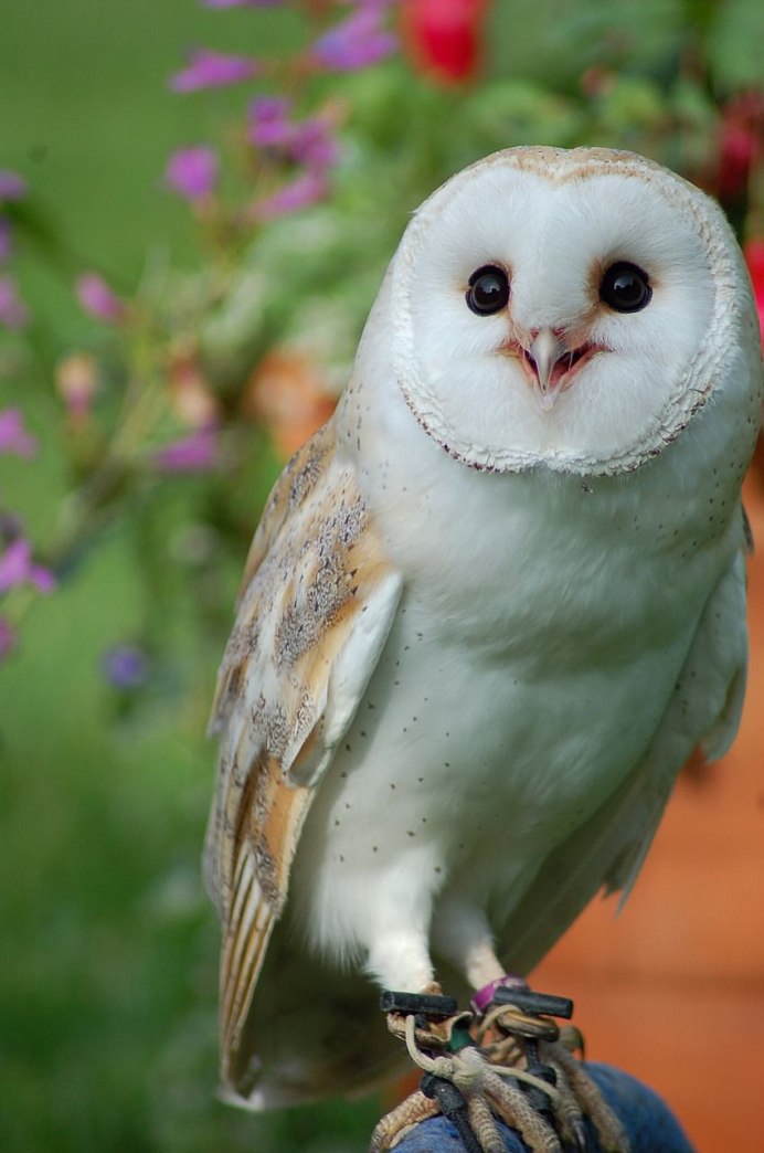 Сова сипуха белая