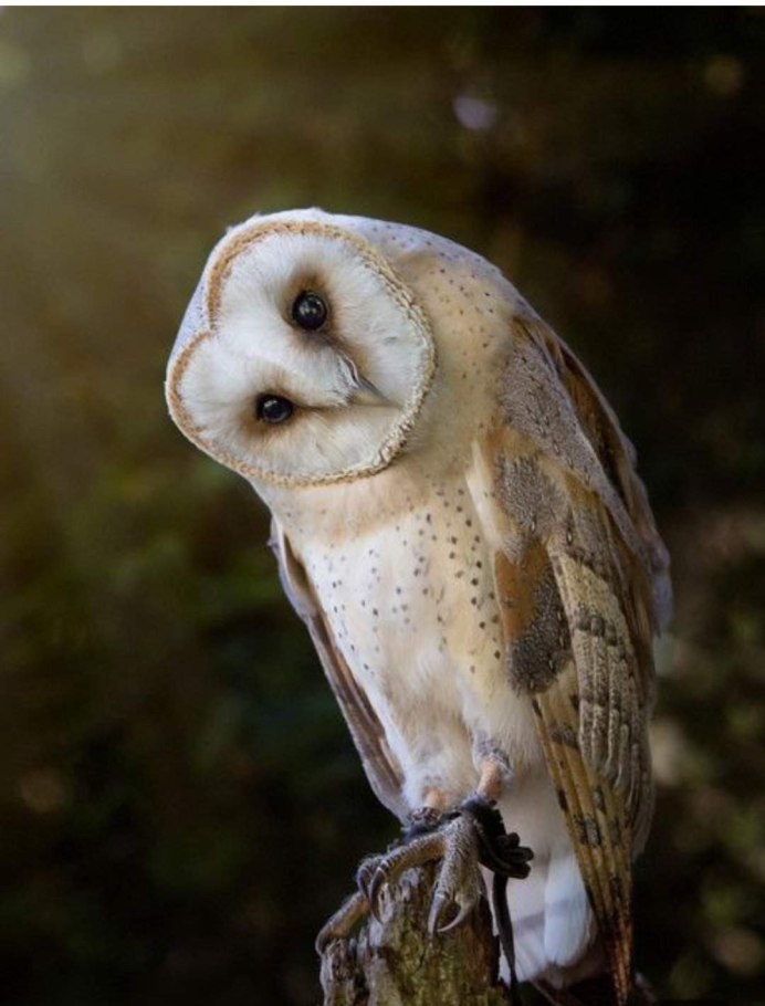 Сова сипуха