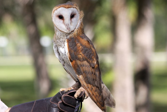 Сипуха Тито Альба