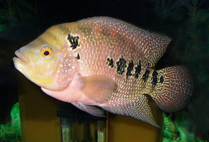 Цихлида Geophagus Brasiliensis