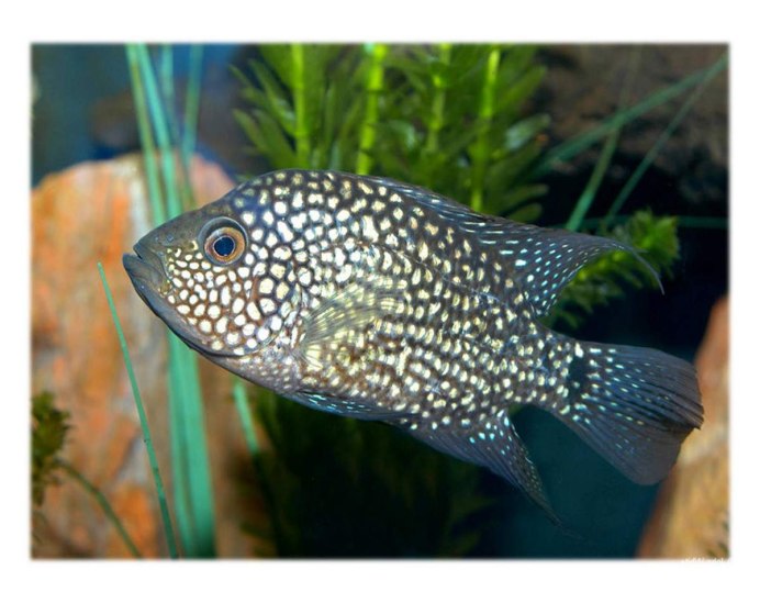 Бриллиантовая цихлазома (Herichthys carpintis)