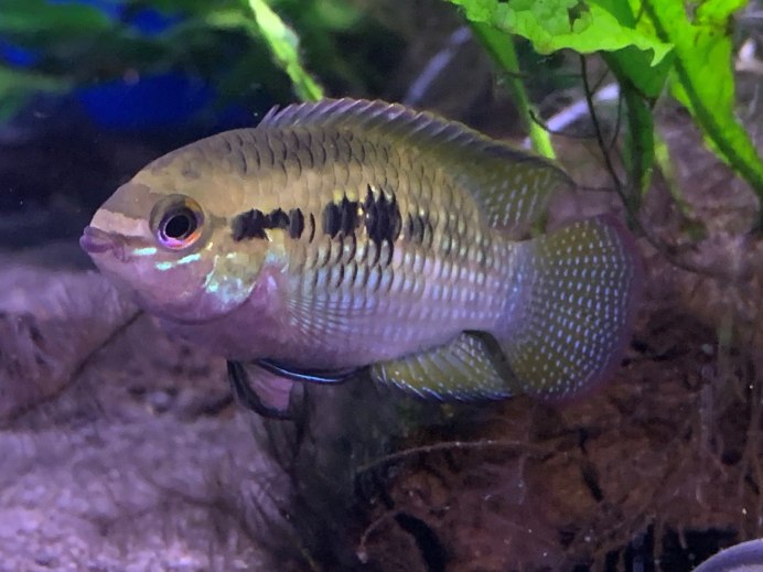 Hypsophrys nematopus