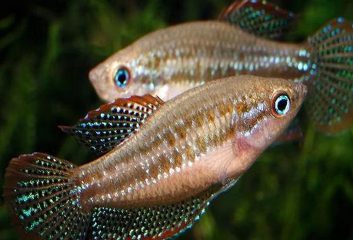 Trichopsis vittata гурами